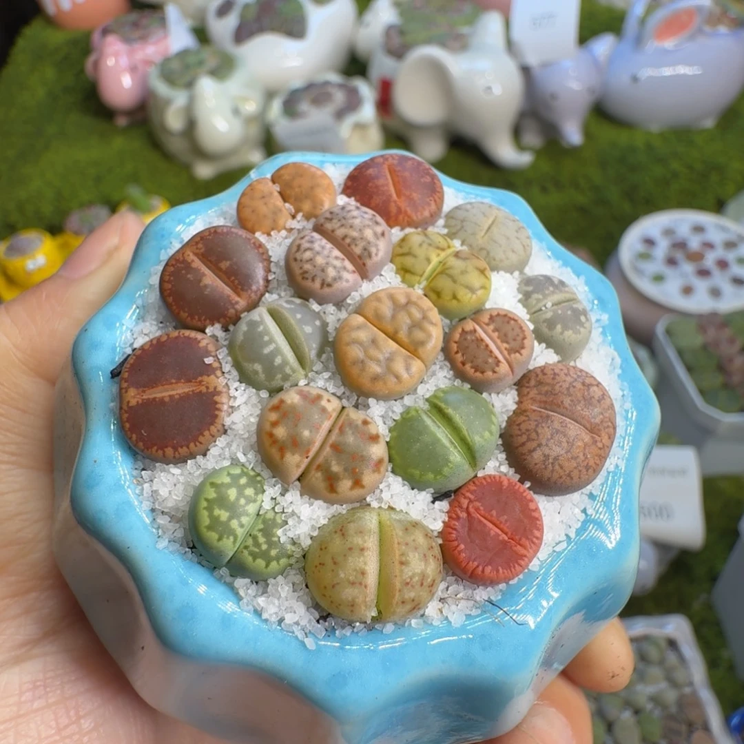 清***陌多肉植物福利冲615