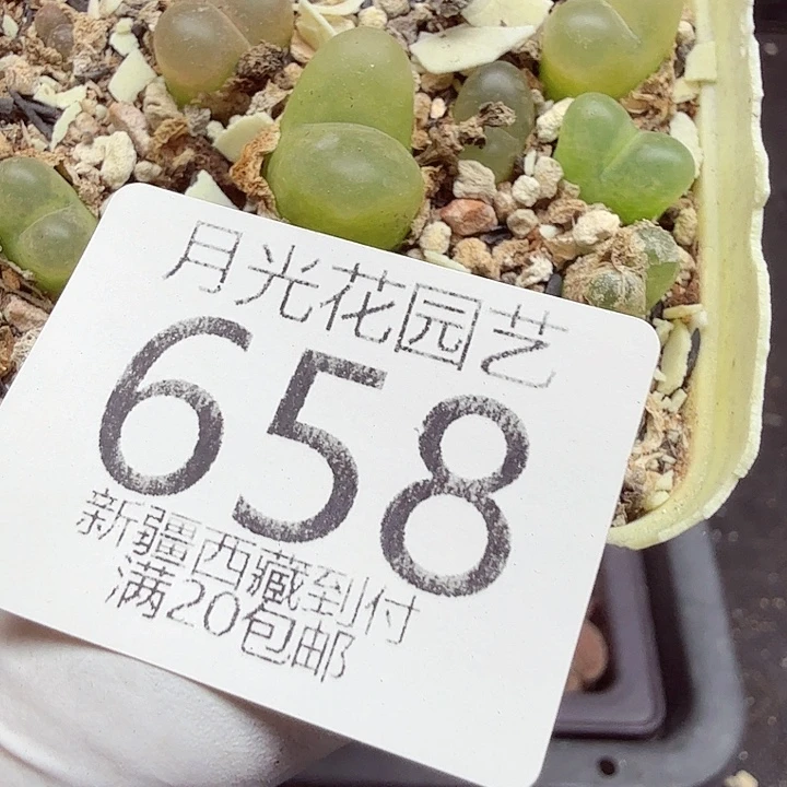 好喜欢看肖蘸唱歌跳舞打658