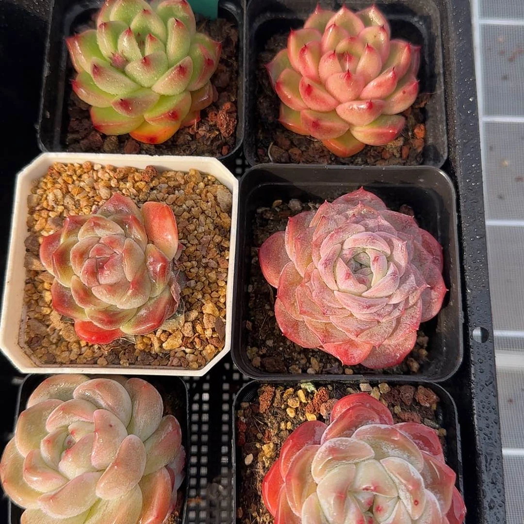 从前慢花园精选0117-61