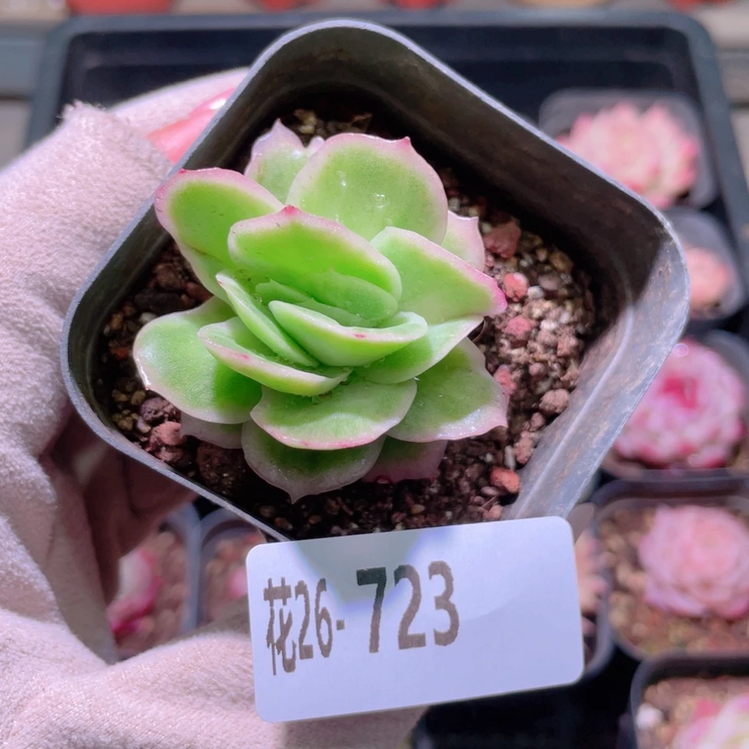 花利美26-723冰玫瑰