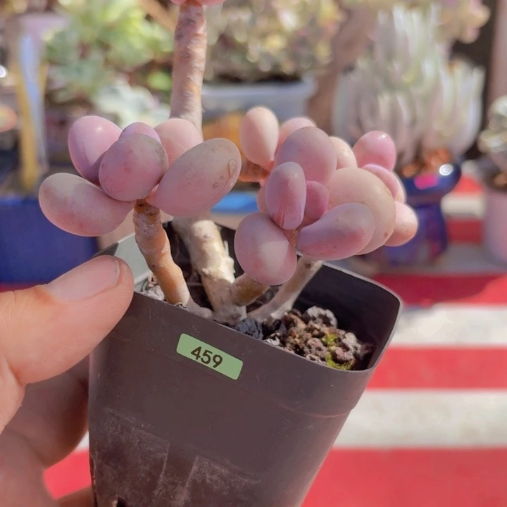 一物一拍编号459