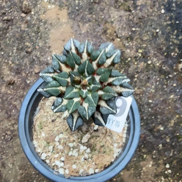 无花朵630馒头姬牡丹西三