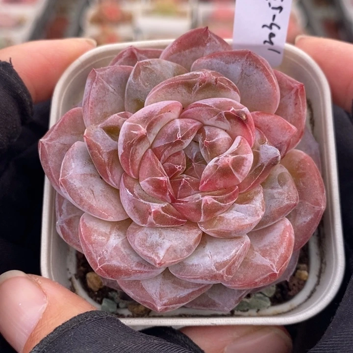 1203-532，粉魄多肉