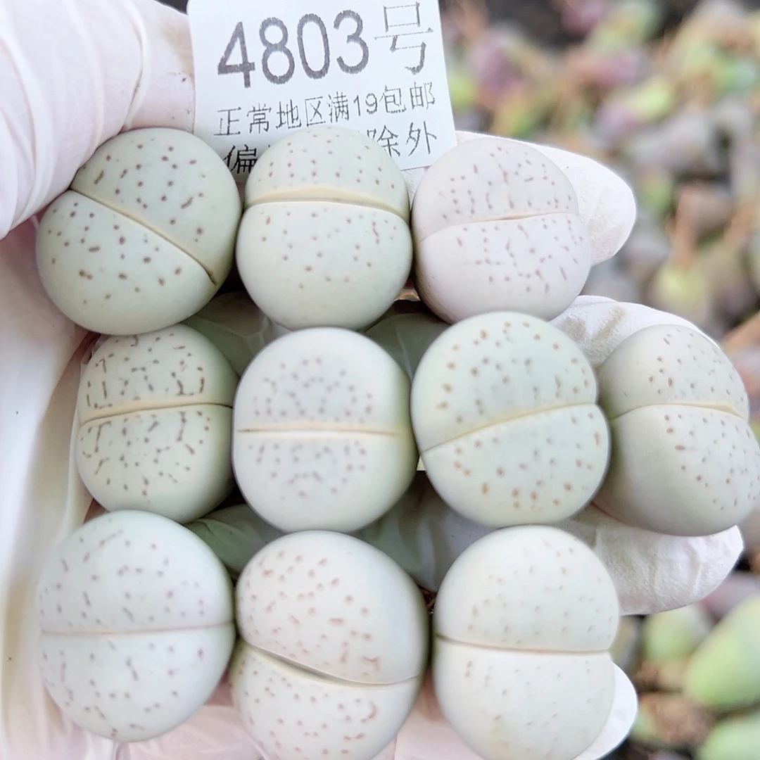4803四年大白10个2cm左右