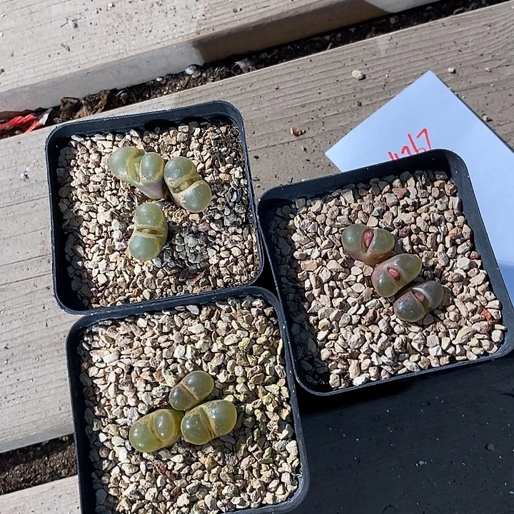 24367。    一组风铃。    带盆发。