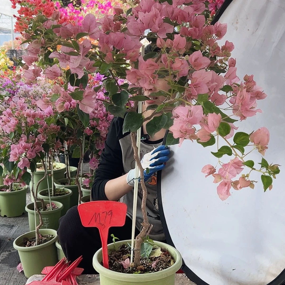 从***建大部分花苞少量开放M79暗斑丽人