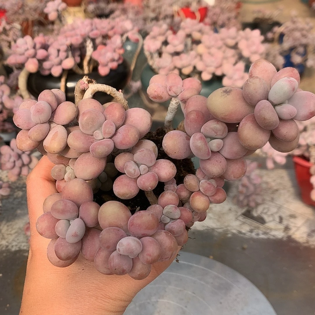 桃蛋老桩不带盆2号