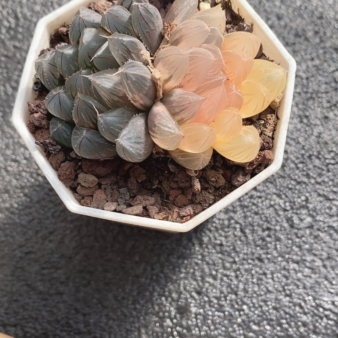 玉露十二卷多肉植物