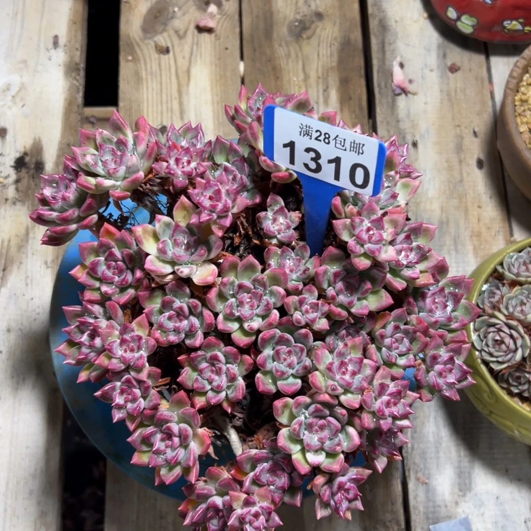 1310油漆桶，冠服22