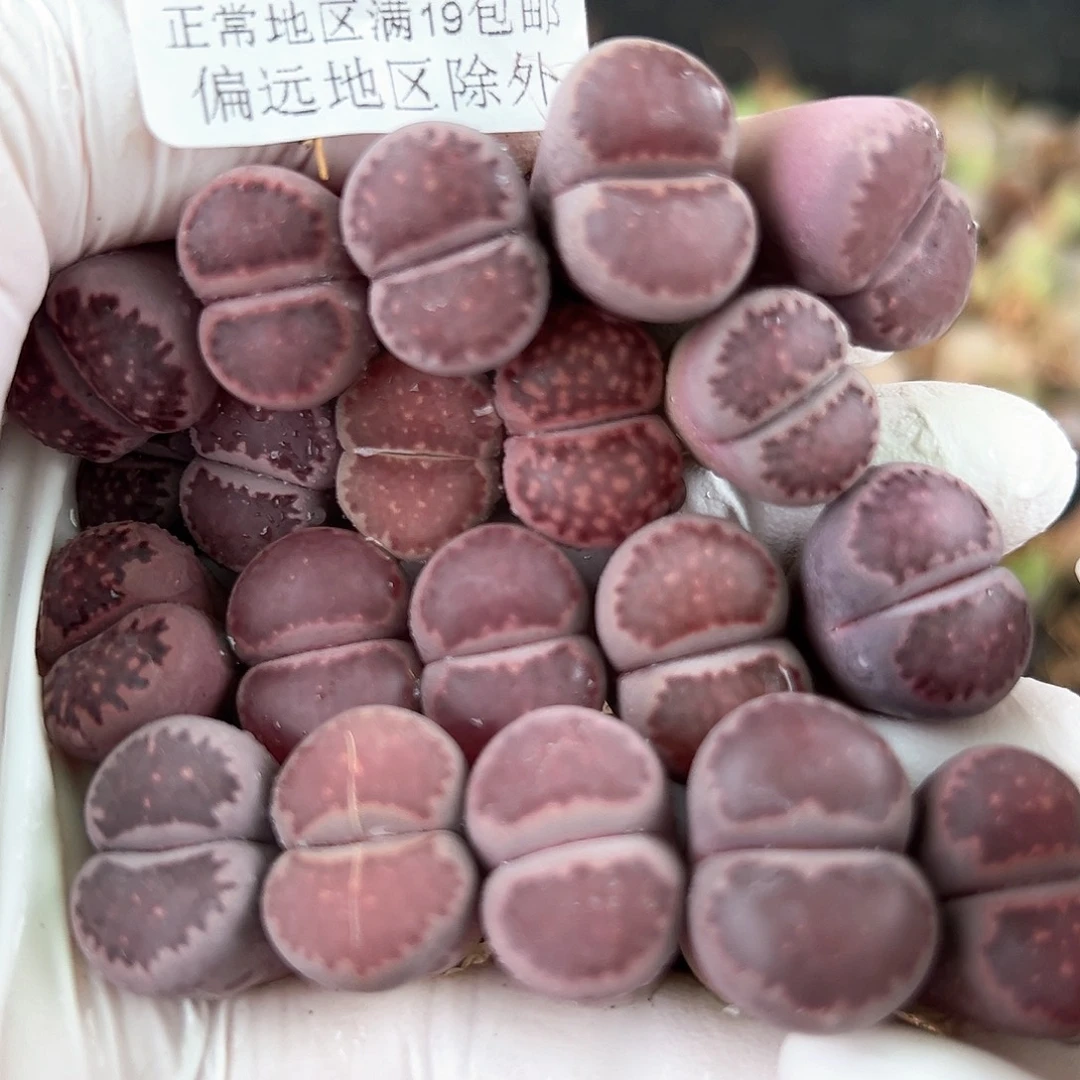 3286 好养易活生石花大母本20个