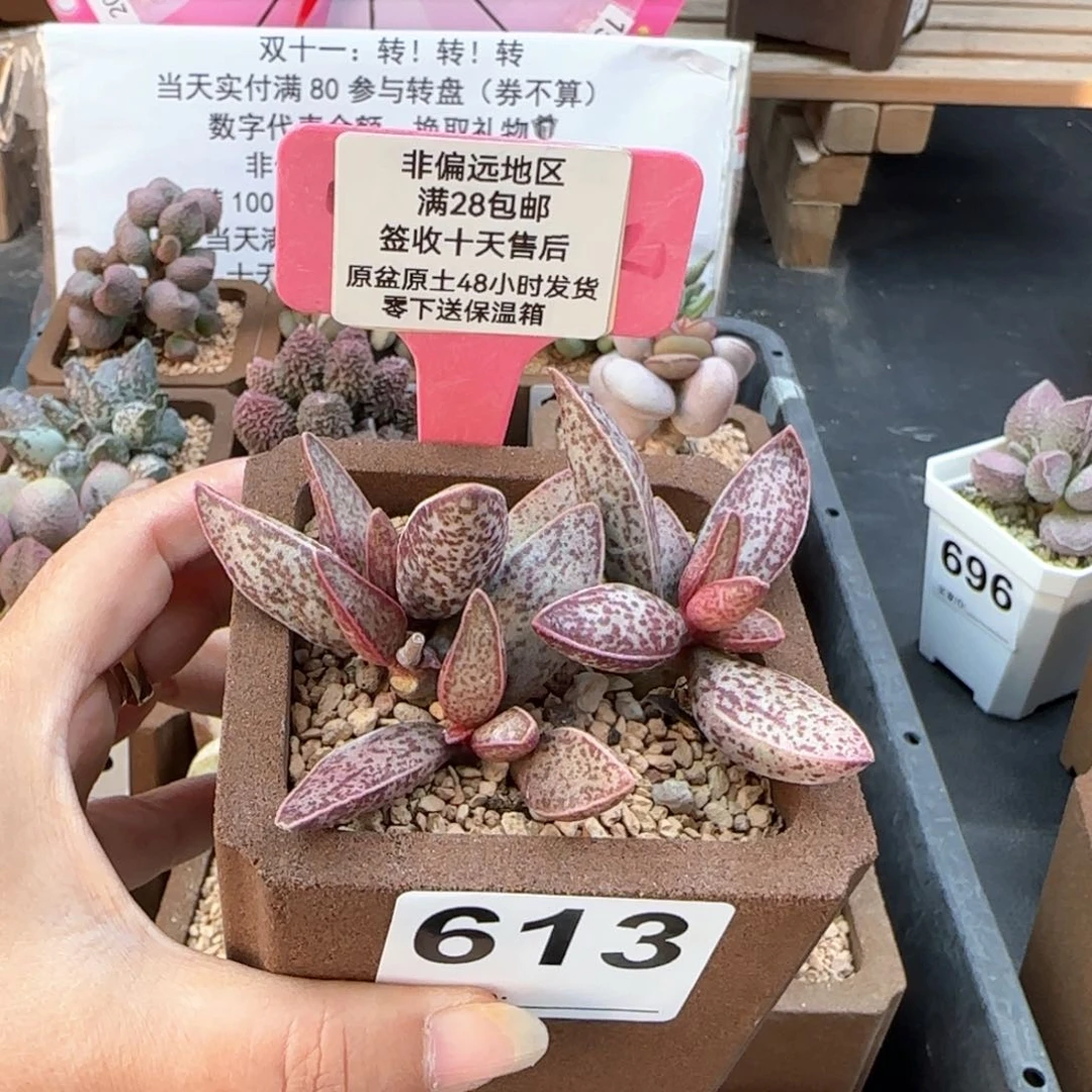 613红太平多肉植物