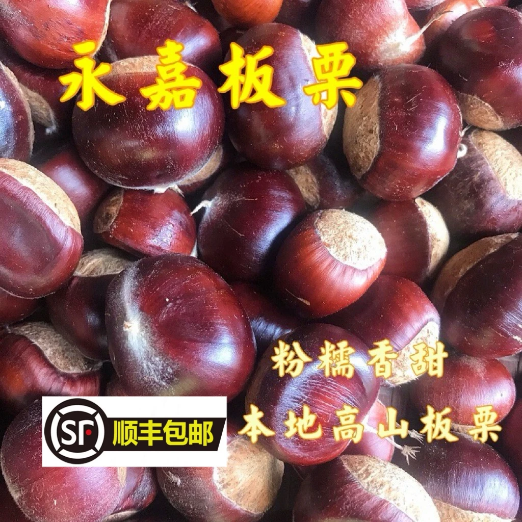 顺丰浙江温州永嘉特产板栗当季毛栗子油生锥栗毛球板栗糖炒栗子