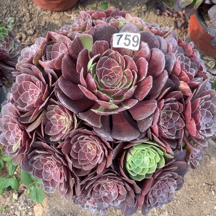 759多肉植物花月夜