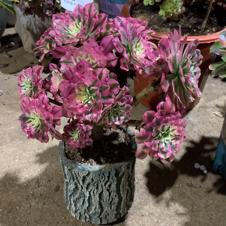 866红铜多肉植物特价