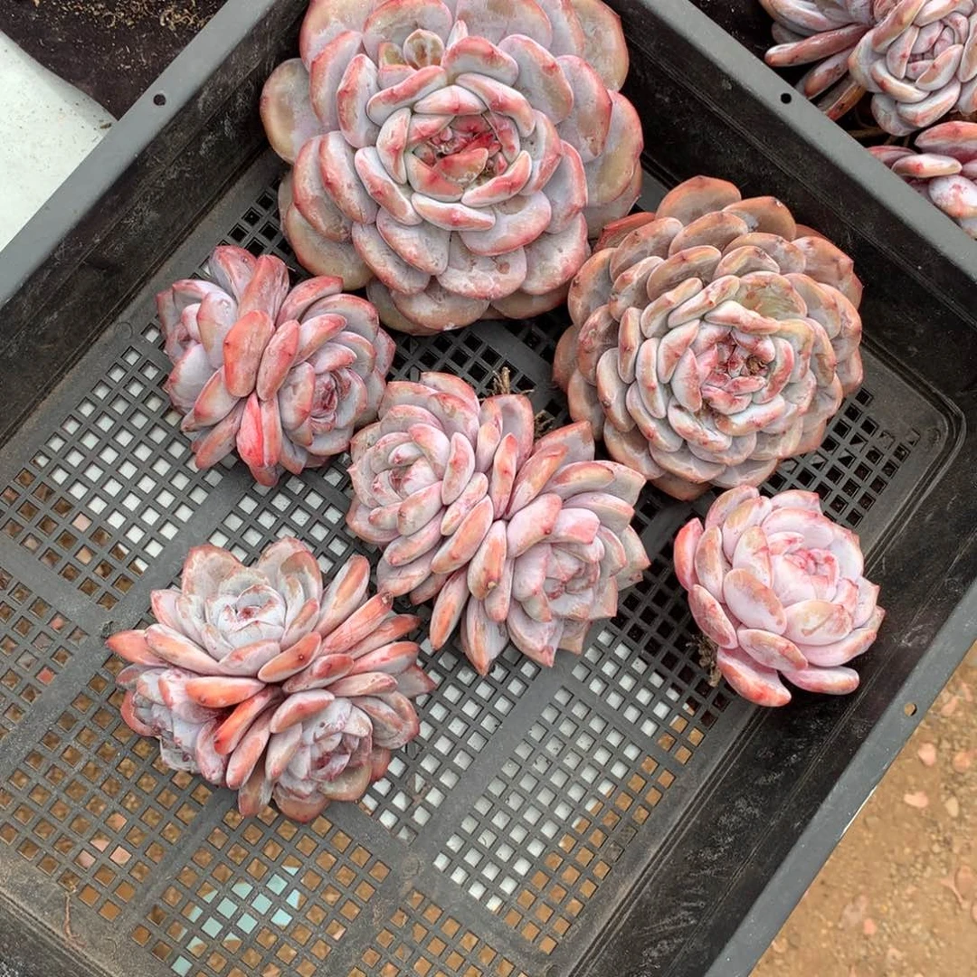 哈哈哈哈哈哈哈哈哈