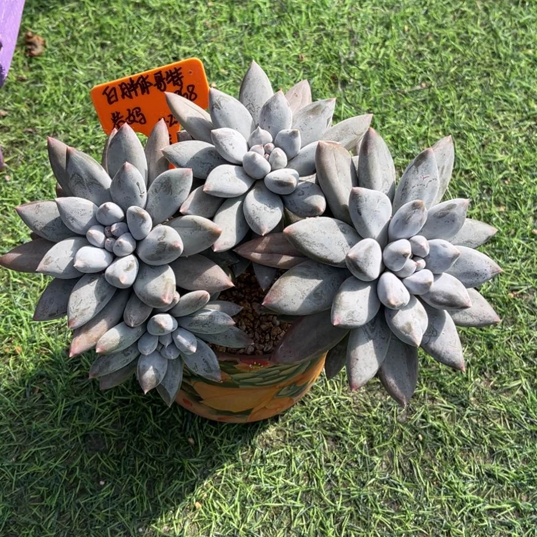 白胖体哥特一物一拍