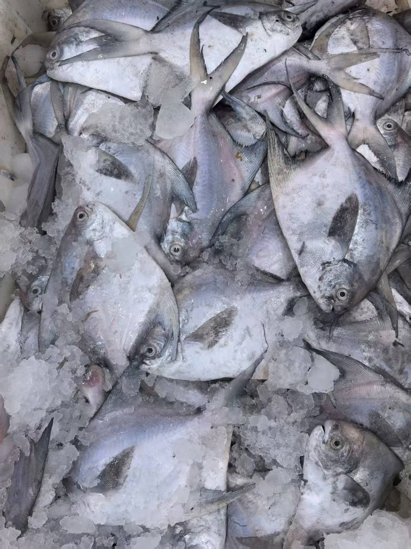 长尾鲳 【直播现称】新鲜现称 顺丰到家