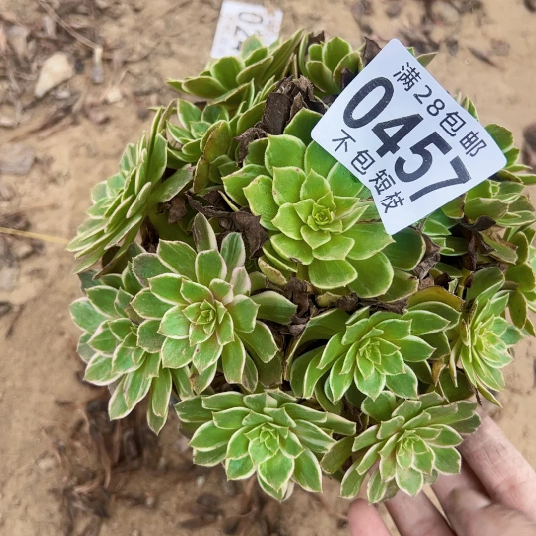 悦***心万花筒多肉植物0457