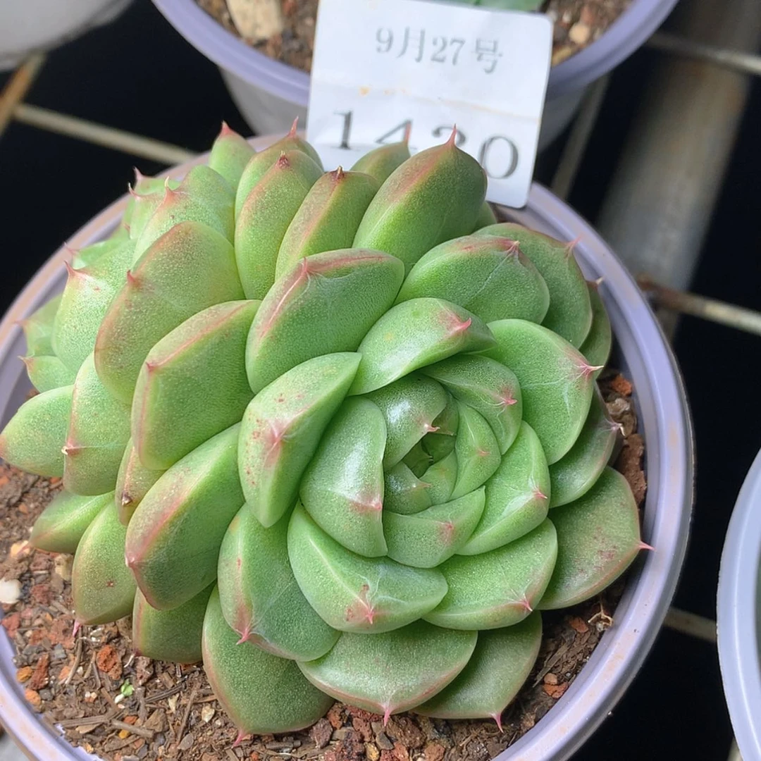 【闪购商品】云1430号大胖珍妮8厘米