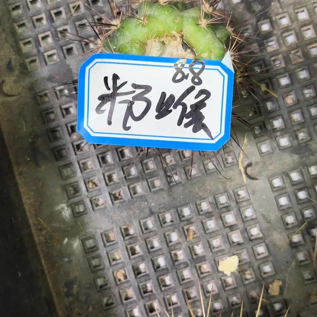 粉喉侧牙20包邮仙人球43