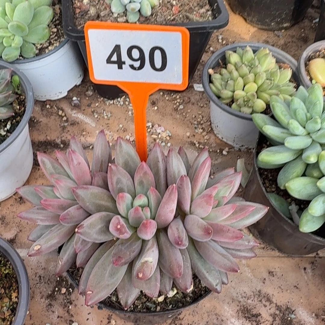 多肉植物漂亮多肉490