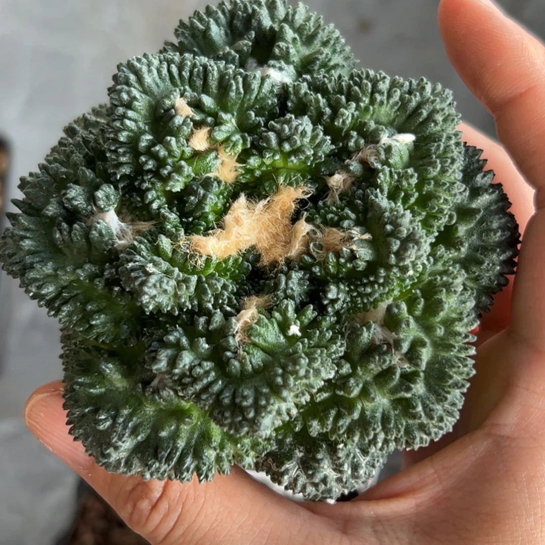 717仙人球的牡丹