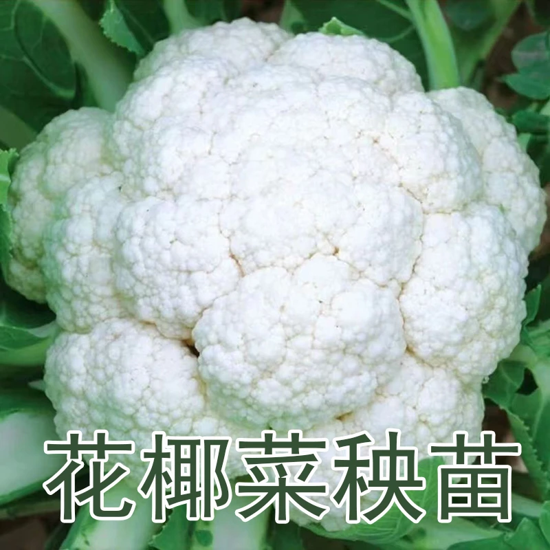 花椰菜青梗松花秧苗牛心绿孢子紫甘蓝西兰花红菜苔西兰苔蔬菜苗子