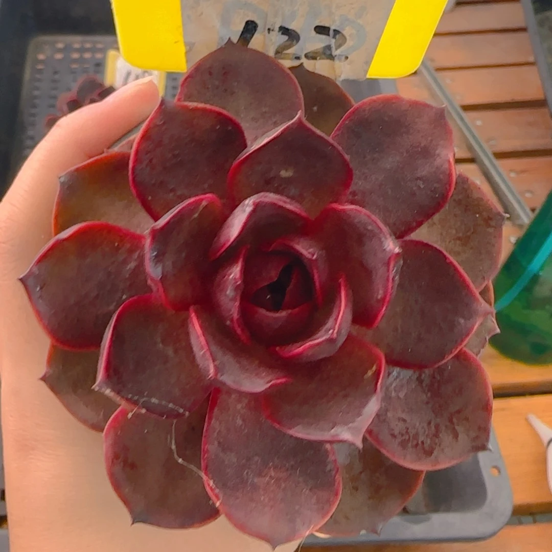 啦****啦122红灯单头多肉