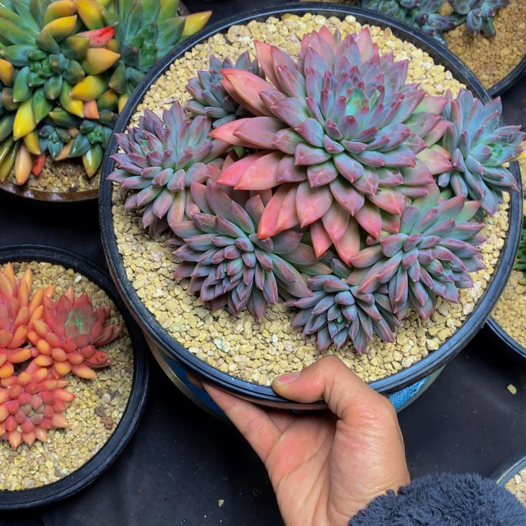 火***鸟哈哈哈哈哈哈哈哈哈哈哈