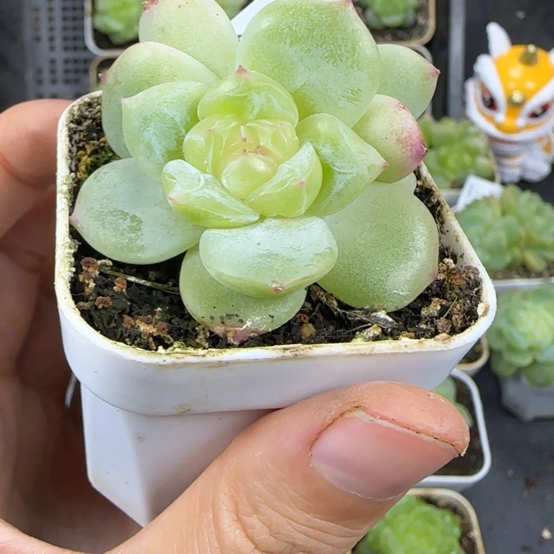 04东篱下多肉哈哈哈哈哈