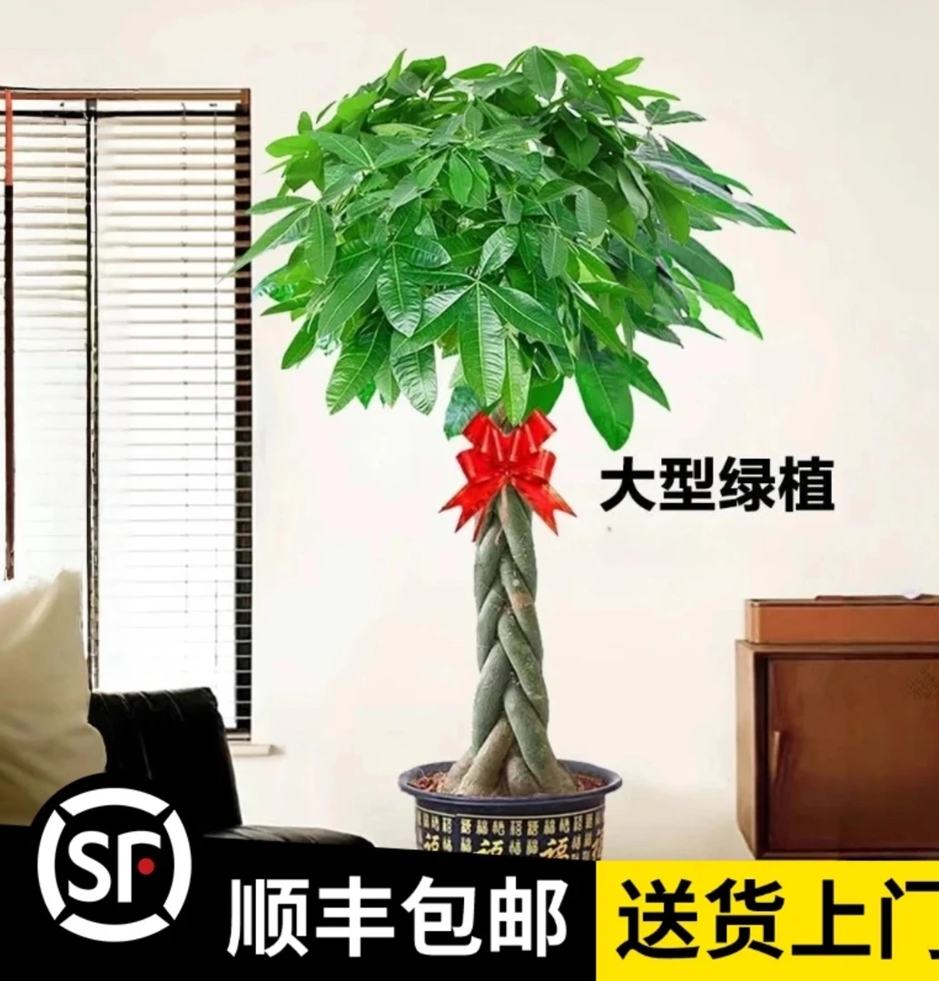 【顺丰包邮】1.6-1.8米五辫发财树乔迁开业送礼招财绿植