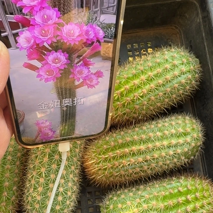 213金妞奥拓无根侧牙8公分左右