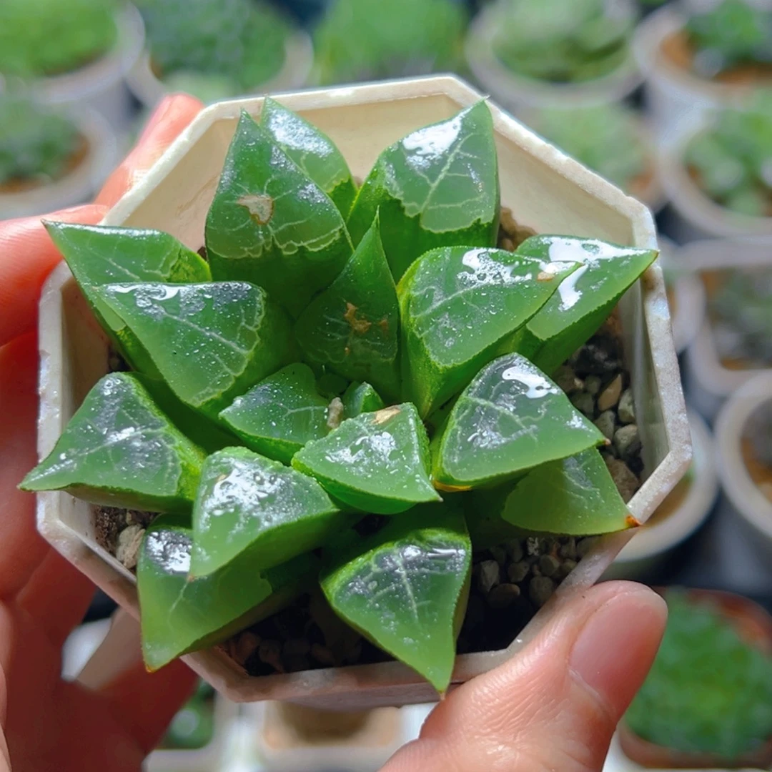 瑕疵木叶克玉露多肉多肉一颗