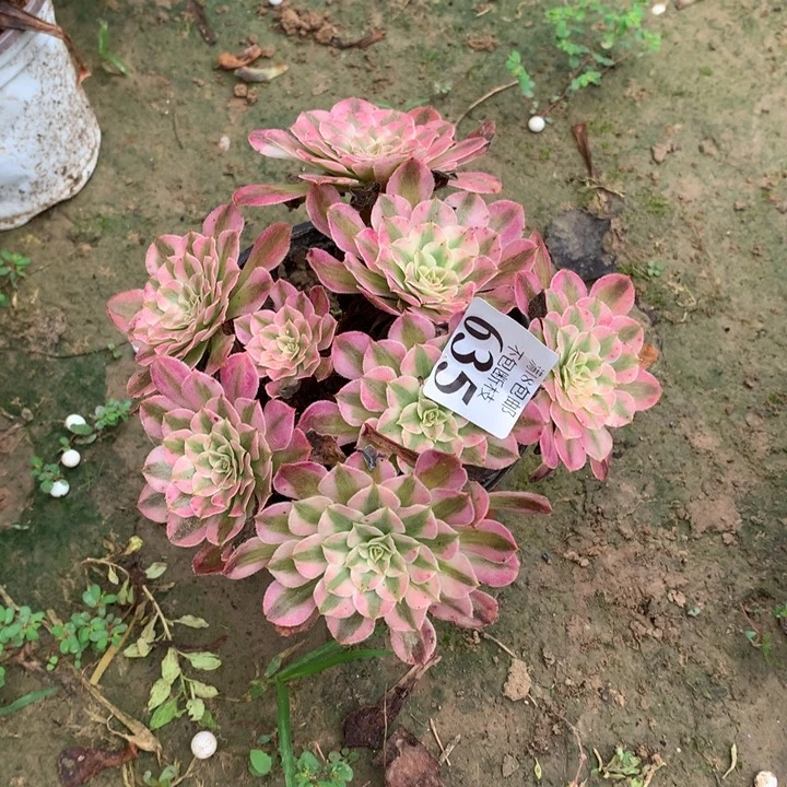晨***@635铜壶白绣球外000