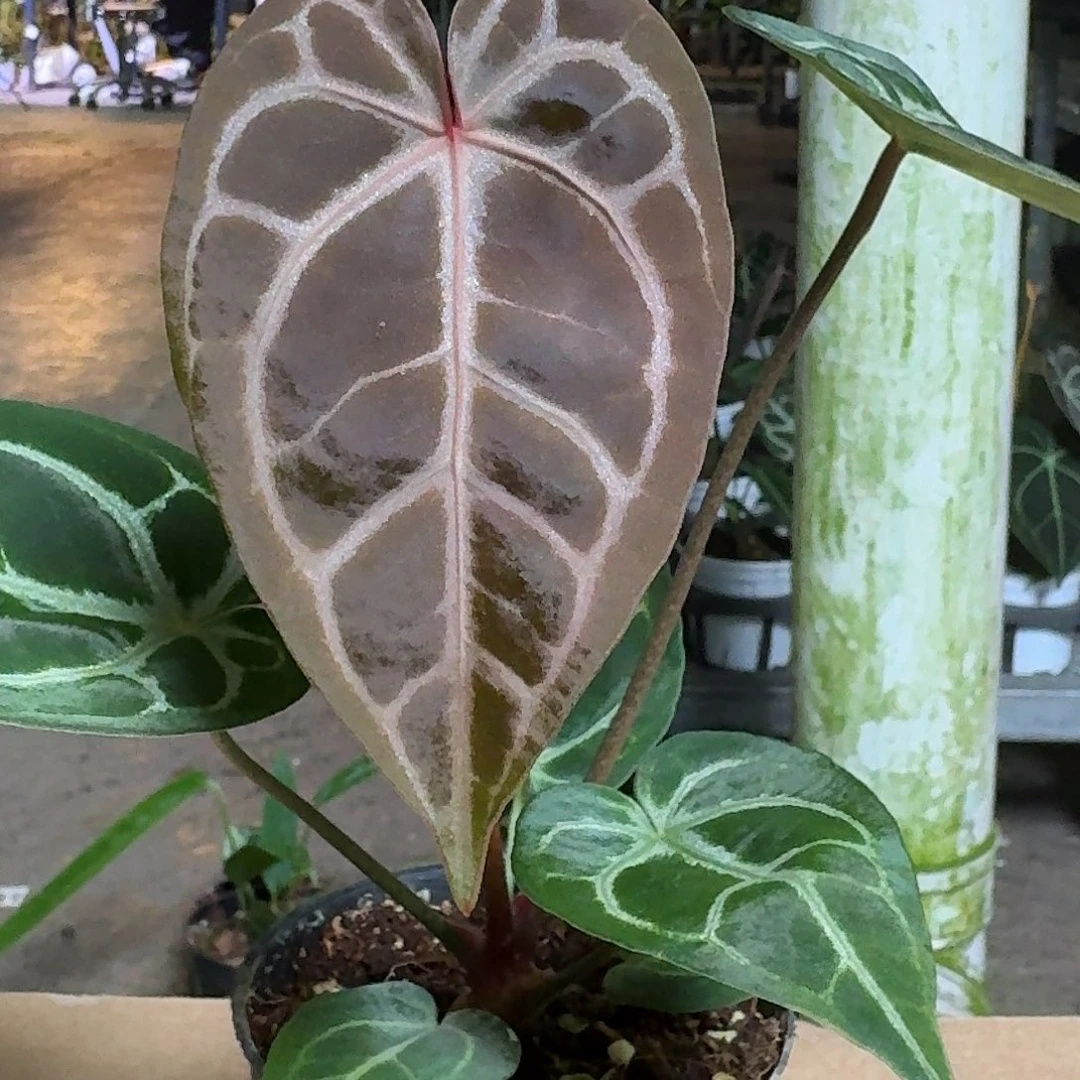 完全开放D220米歇尔杂