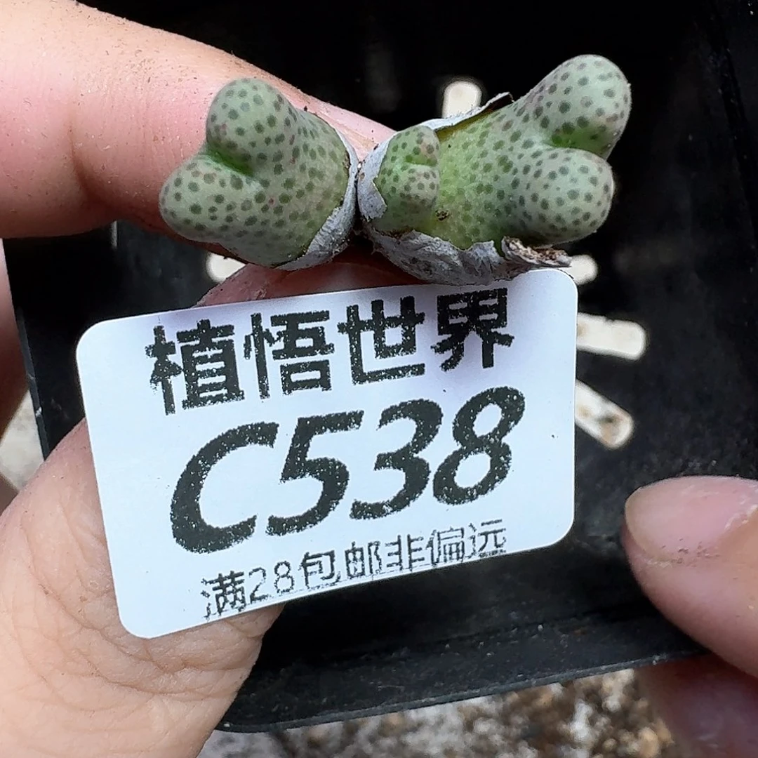 多肉我的人啊风格