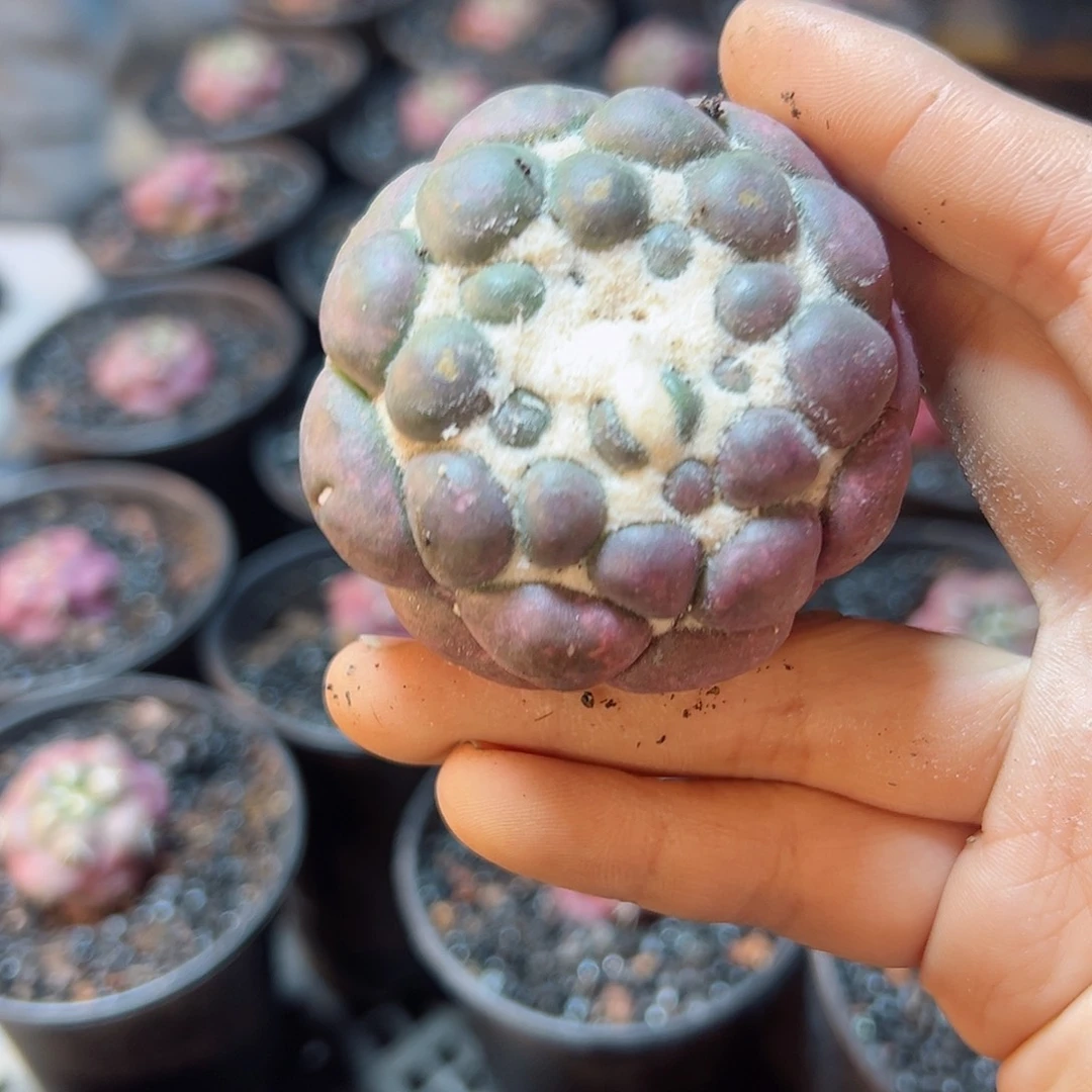 10号自根紫肌蜘蛛眼5.6公分