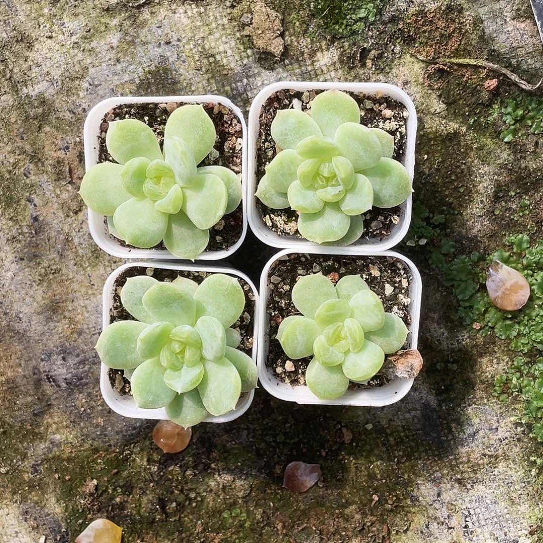 浮萍 盆5 cm外棚一个满25包邮