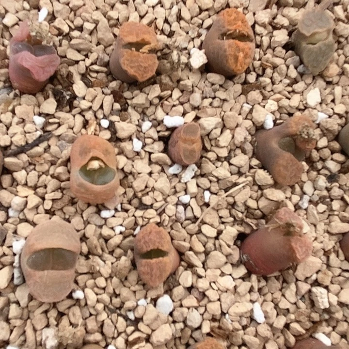 2516蛋糕风铃一颗