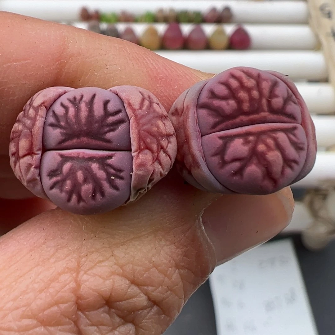 3.7好看的多肉脱土发货272