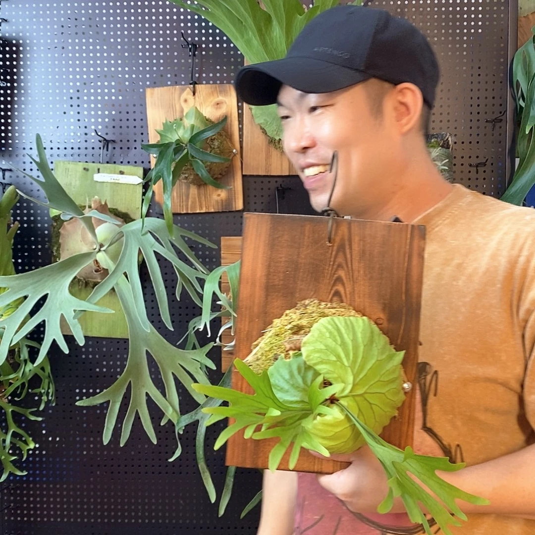 无花朵立叶亚猴鹿角蕨