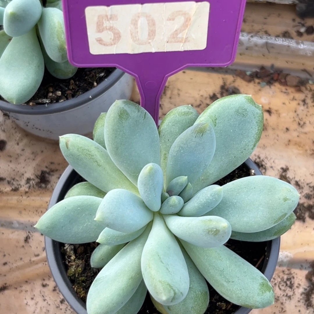 哥特多肉植物502