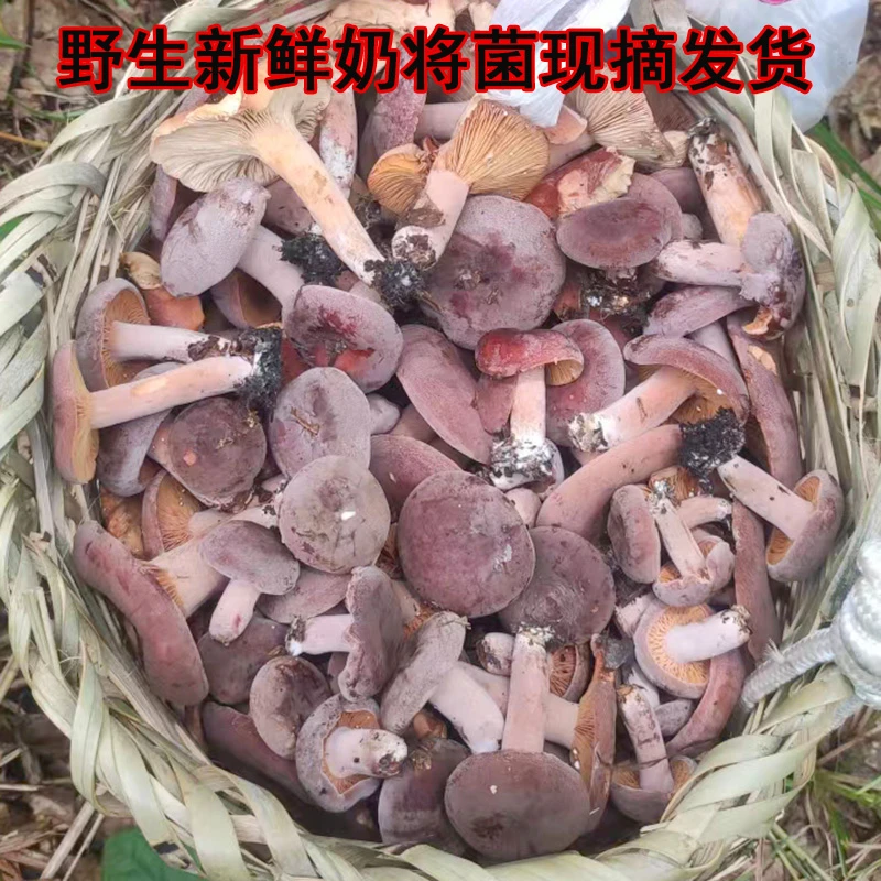 贵州新鲜奶浆菌野生蘑菇三九菇松乳菇乌枞菌丛树菇菌三把菇小番茄