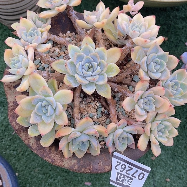 菲欧娜杂07262多肉植物