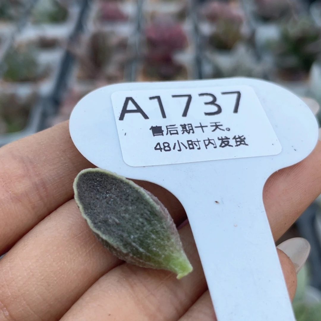 福利。   1737。