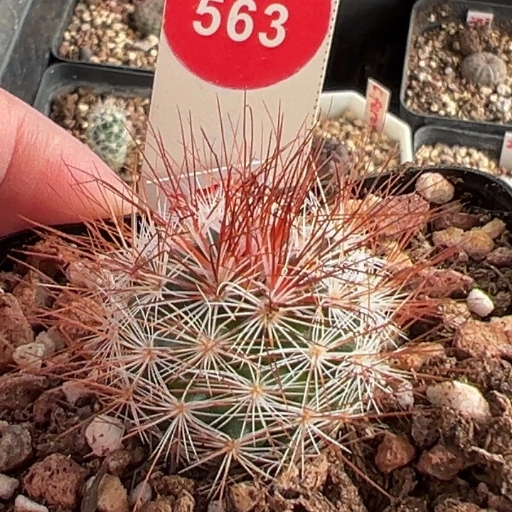 狂刺马库斯3cm一棵仙人球