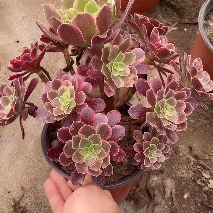 146金丝雀多肉植物法师