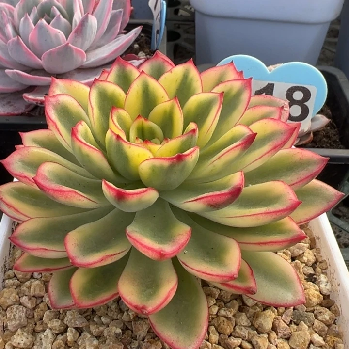 紫梦锦一物一拍锦龙