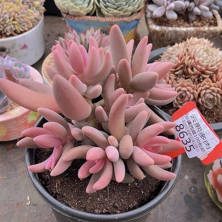 8635红手指。         