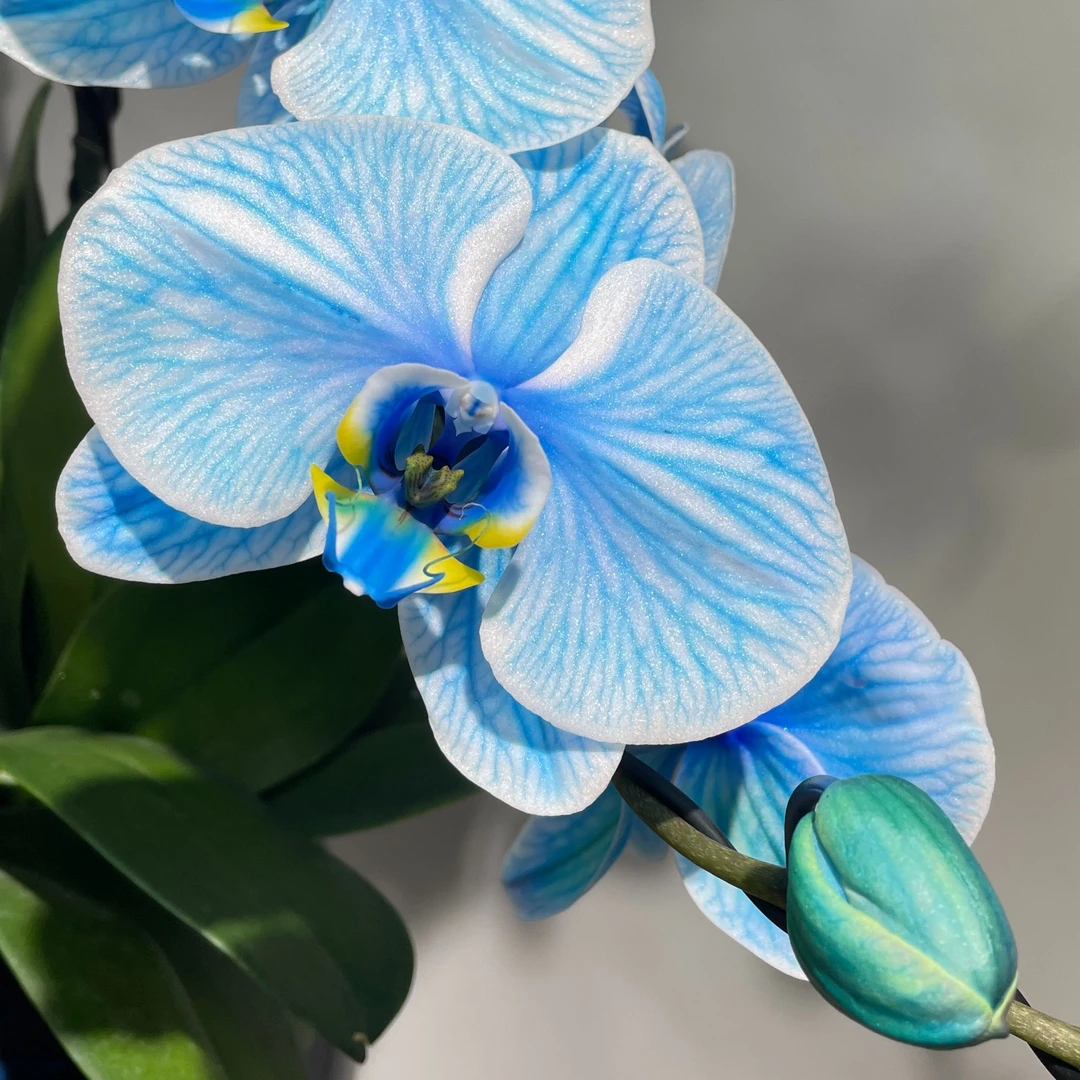 【998链接】蝴蝶兰盆景 一物一拍